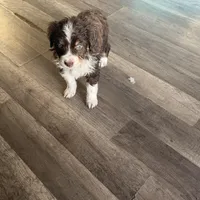 4/4 male READY TO GO!!!, a male Miniature Australian Shepherd for sale in Yelm, WA – Photo 6 of 10