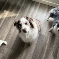 4/4 male READY TO GO!!!, a male Miniature Australian Shepherd for sale in Yelm, WA – Photo 10 of 10