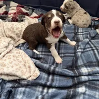 4/4 male READY TO GO!!!, a male Miniature Australian Shepherd for sale in Yelm, WA – Photo 5 of 10