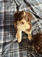 4/4 male READY TO GO!!!, a male Miniature Australian Shepherd for sale in Yelm, WA – Photo 3 of 10