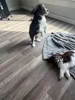 4/4 male READY TO GO!!!, a male Miniature Australian Shepherd for sale in Yelm, WA – Photo 2 of 10