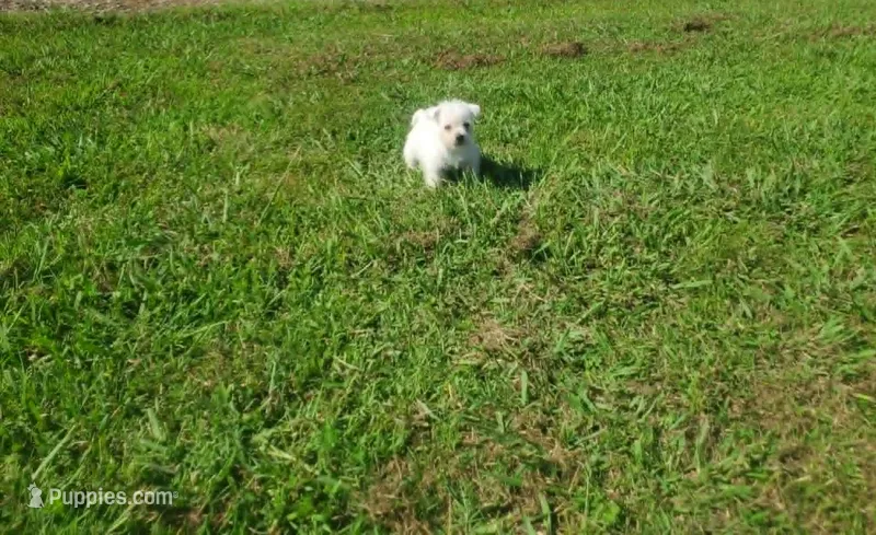 Gabby – West Highland White Terrier puppy for sale in Mountainburg, AR
