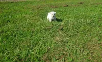 Gabby, a female West Highland White Terrier for sale in Mountainburg, AR – 3 of 7