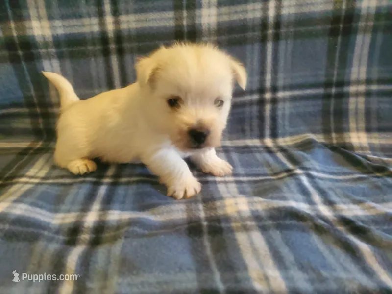 Gabby, a female West Highland White Terrier for sale in Mountainburg, AR – 1 of 2