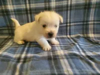 Gabby, a female West Highland White Terrier for sale in Mountainburg, AR – 1 of 2