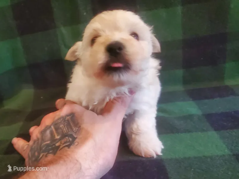 Gal – West Highland White Terrier puppy for sale in Mountainburg, AR