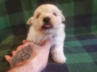 Gal, a female West Highland White Terrier for sale in Mountainburg, AR – 4 of 7