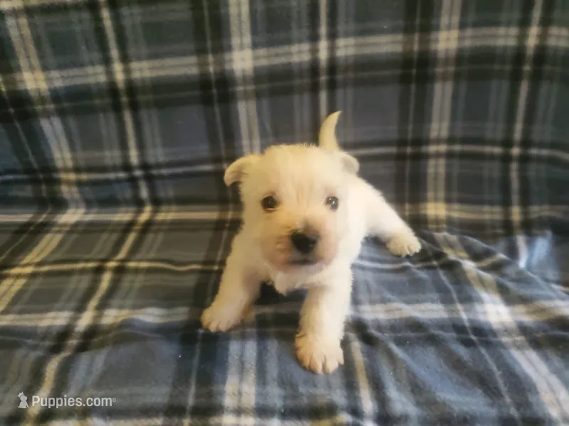 Guy – West Highland White Terrier puppy for sale in Mountainburg, AR