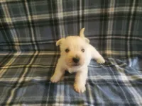 Guy, a male West Highland White Terrier for sale in Mountainburg, AR – 1 of 2