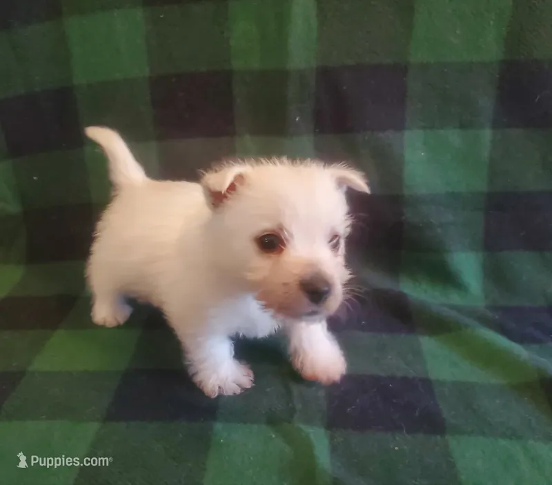 Guy – West Highland White Terrier puppy for sale in Mountainburg, AR