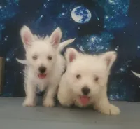 Gal, a female West Highland White Terrier for sale in Mountainburg, AR – 7 of 7