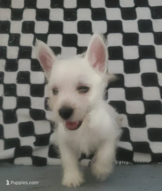 Gabby – West Highland White Terrier puppy for sale in Mountainburg, AR