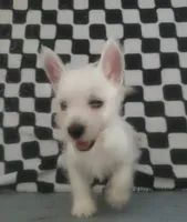 Gabby, a female West Highland White Terrier for sale in Mountainburg, AR – 1 of 7