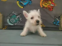 Gabby, a female West Highland White Terrier for sale in Mountainburg, AR – 2 of 7