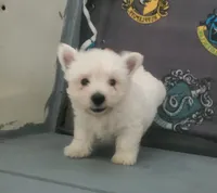 Gal, a female West Highland White Terrier for sale in Mountainburg, AR – 2 of 7