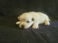 Gal, a female West Highland White Terrier for sale in Mountainburg, AR – 2 of 2