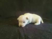 Gabby, a female West Highland White Terrier for sale in Mountainburg, AR – 2 of 2