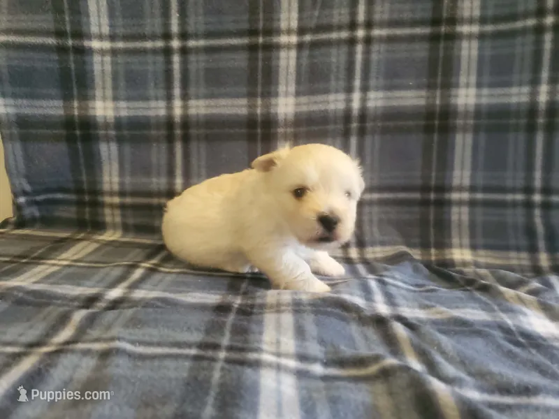 Gal – West Highland White Terrier puppy for sale in Mountainburg, AR