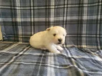 Gal, a female West Highland White Terrier for sale in Mountainburg, AR – 1 of 2