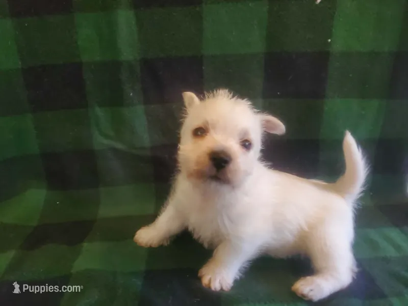 Gabby – West Highland White Terrier puppy for sale in Mountainburg, AR