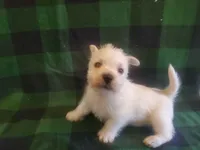 Gabby, a female West Highland White Terrier for sale in Mountainburg, AR – 4 of 7