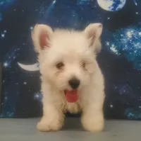 Gal, a female West Highland White Terrier for sale in Mountainburg, AR – 1 of 7