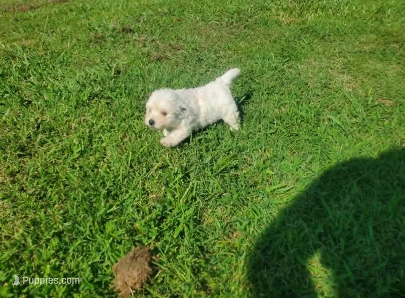 Gal – West Highland White Terrier puppy for sale in Mountainburg, AR
