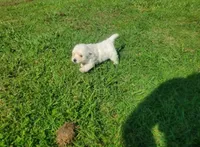 Gal, a female West Highland White Terrier for sale in Mountainburg, AR – 3 of 7