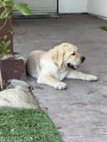 Oliver , a male Labrador Retriever for sale in Oceanside, CA – 5 of 6