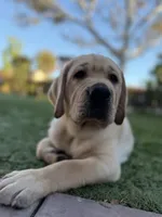 Oliver , a male Labrador Retriever for sale in Oceanside, CA – 2 of 6