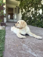 Oliver , a male Labrador Retriever for sale in Oceanside, CA – 4 of 6