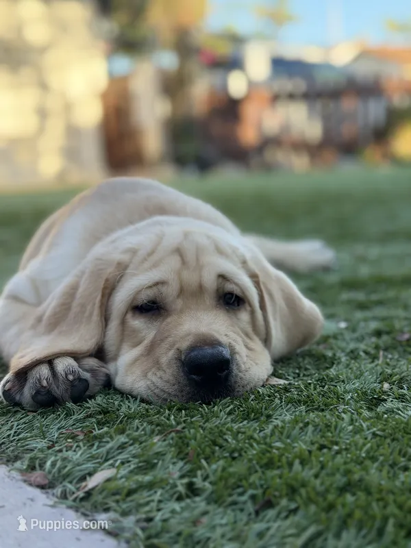 Oliver  – Labrador Retriever puppy for sale in Oceanside, CA
