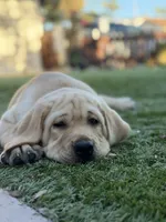 Oliver , a male Labrador Retriever for sale in Oceanside, CA – 1 of 6