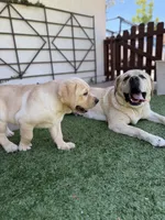Oliver , a male Labrador Retriever for sale in Oceanside, CA – 6 of 6