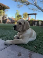 Oliver , a male Labrador Retriever for sale in Oceanside, CA – 3 of 6