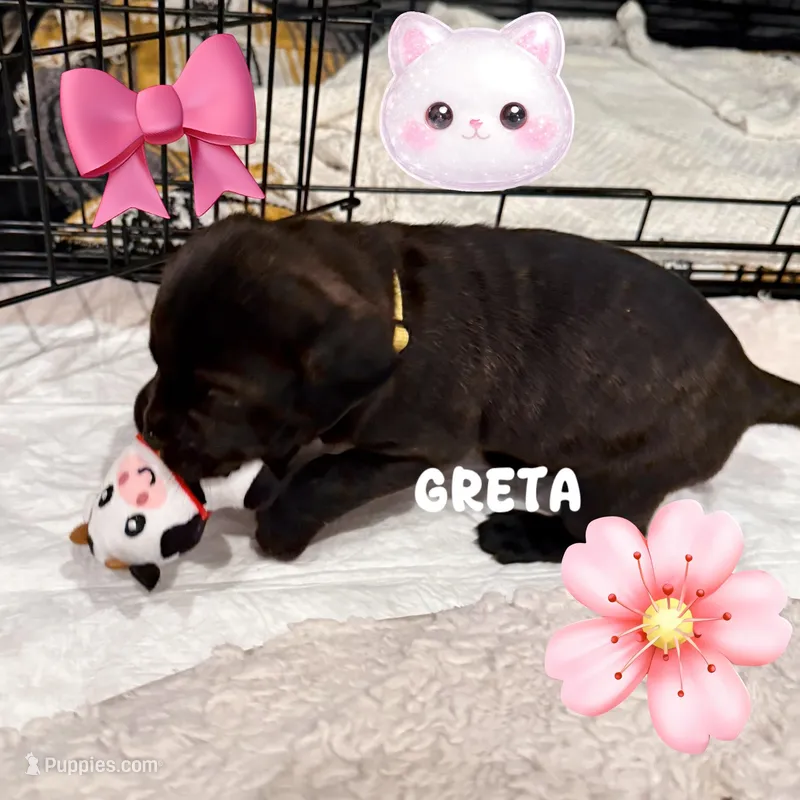 Greta – Cane Corso puppy for sale in Los Alamitos, CA