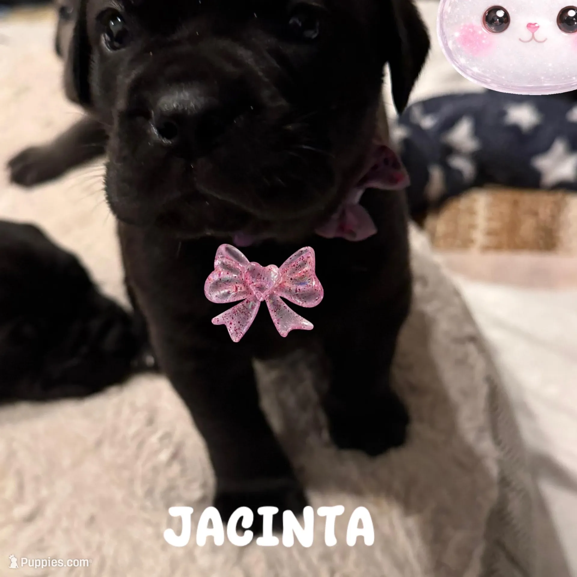 Jacinta – Cane Corso puppy for sale in Los Alamitos, CA