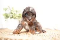 processed/4d5f93f7-3675-463d-ba95-be1f084c8b4f/listing/066630f5-10df-4048-8117-e37fc092069f/412aa1f4-1c50-45b8-861c-5971f7736efa