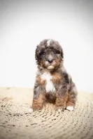 processed/4d5f93f7-3675-463d-ba95-be1f084c8b4f/listing/066630f5-10df-4048-8117-e37fc092069f/436ef230-05fa-4d4a-831c-746c9a8896ab