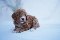 Purple Collar, a female Goldendoodle for sale in Spokane, WA – Photo 1 of 2