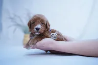 Purple Collar, a female Goldendoodle for sale in Spokane, WA – Photo 2 of 2