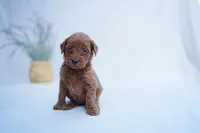 Yellow Collar, a female Goldendoodle for sale in Spokane, WA – Photo 3 of 3