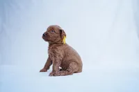 Yellow Collar, a female Goldendoodle for sale in Spokane, WA – Photo 2 of 3