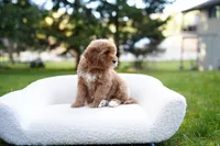 Teal Collar, a female Goldendoodle for sale in Spokane, WA – Photo 3 of 6