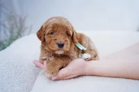 Teal Collar, a female Goldendoodle for sale in Spokane, WA – Photo 1 of 4