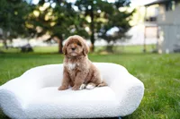 Teal Collar, a female Goldendoodle for sale in Spokane, WA – Photo 2 of 6