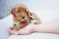 Teal Collar, a female Goldendoodle for sale in Spokane, WA – Photo 2 of 4