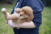 Teal Collar, a female Goldendoodle for sale in Spokane, WA – Photo 5 of 6