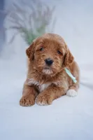 Teal Collar, a female Goldendoodle for sale in Spokane, WA – Photo 4 of 4