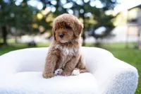 Teal Collar, a female Goldendoodle for sale in Spokane, WA – Photo 6 of 6